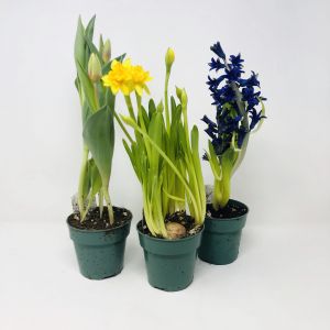Spring Bulb Trio