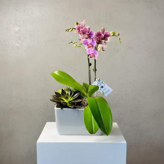 Orchid and Succulent Garden