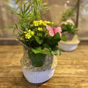 kalanchoe butterfly garden