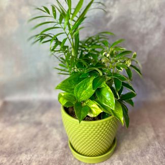 Dish Garden - Small