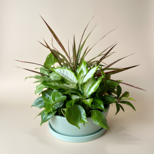 Dish Garden - Large