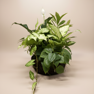 Dish Garden (Basket) - Large
