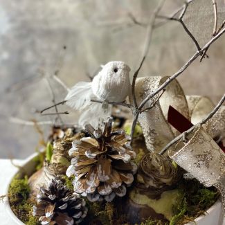 Amaryllis Christmas Garden