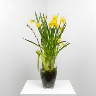 Daffodil Bulb Arrangement 