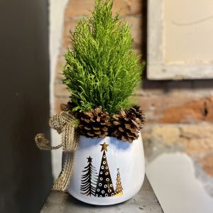 Cypress Tree for Christmas