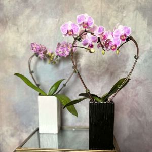 Heart Orchid