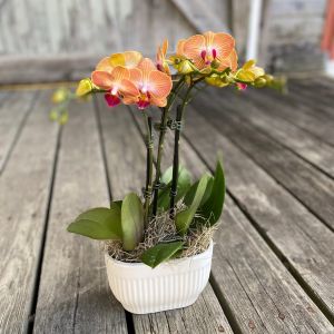 Mini Phal Orchid - 3 Stem