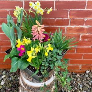 spring bulb garden 12