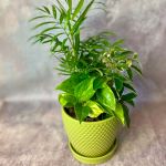 Dish Garden - Small