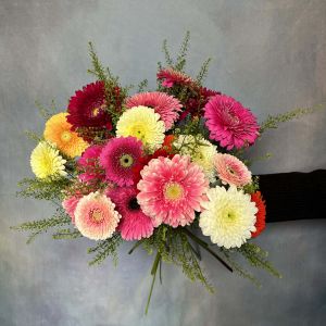 Fresh Pick: Gerpom Daisies