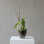 Daffodil Bulb Arrangement 