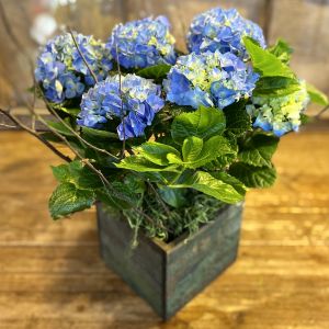 Blooming Hydrangea