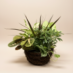 Dish Garden (Basket) - Medium