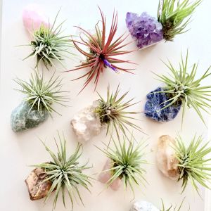 Crystal Air Plant