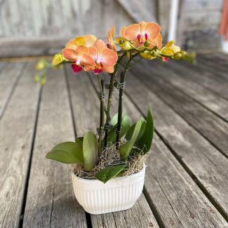 Mini Phal Orchid - 3 Stem