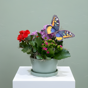 Butterfly Garden