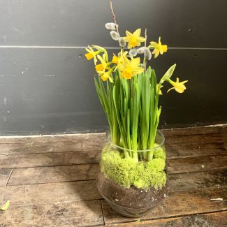 Daffodil Bulb Arrangement 