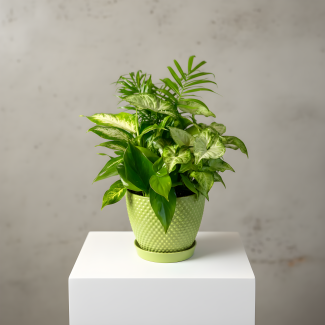 Dish Garden - Medium