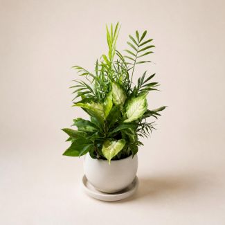 Dish Garden - Small