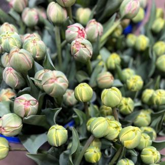 Fresh Pick Bouquet: Local Tulips