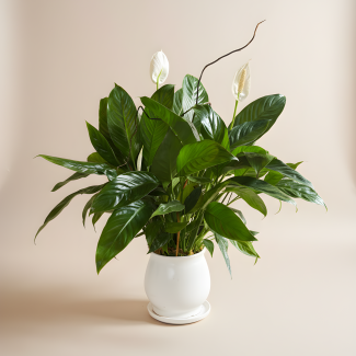 Peace Lily