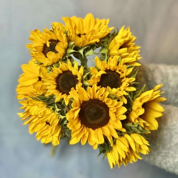 Sunflower Special