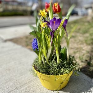 spring bulb garden 8