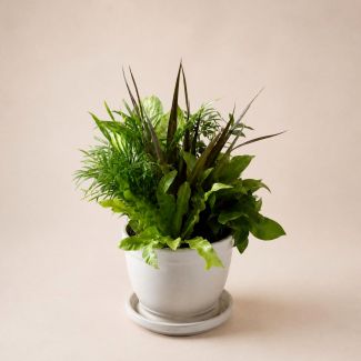 Dish Garden - Medium