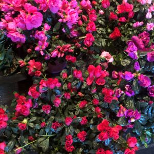 Azaleas