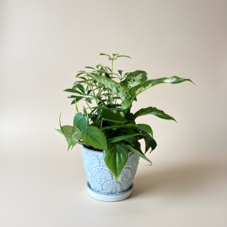 Dish Garden - Small