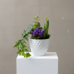 Spring Bulb Garden - Small