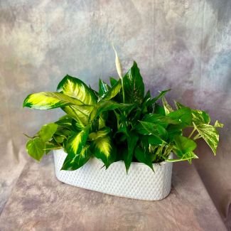 Dish Garden - Grand