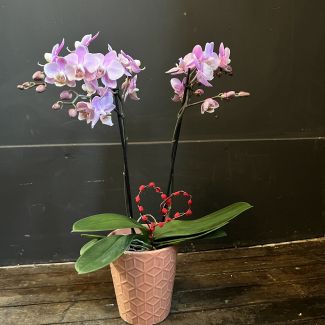 Big Love Phalaenopsis 