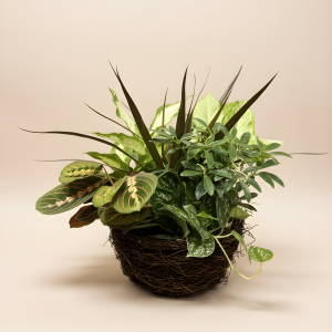 Dish Garden (Basket) - Medium