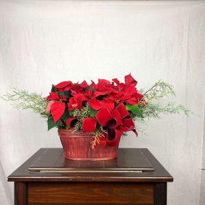 Comet Poinsetta