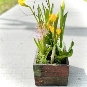 spring bulb garden 6