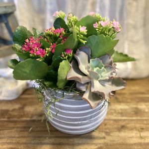 kalanchoe garden in ceramic pot