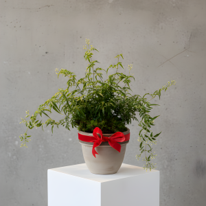 Jasmine - Live Plant Arrangement