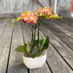 Mini Phal Orchid - 3 Stem