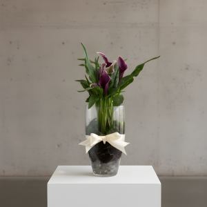 Calla Lily Bulb Arrangement