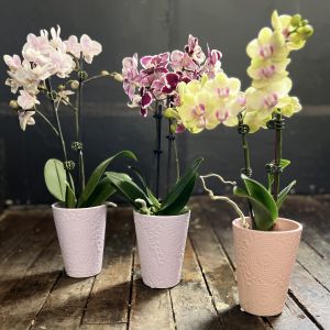 Phalaenopsis Orchid Trio