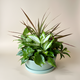 Dish Garden - Large