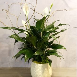 Peace Lily