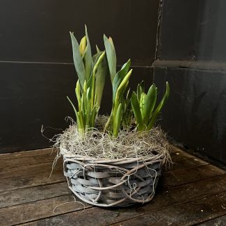 Bulb garden in a Basket