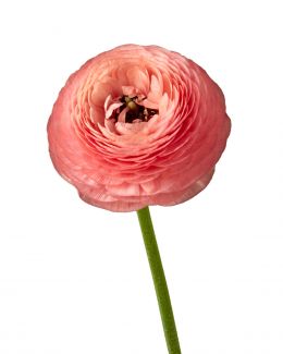 peach/coral ranunculus