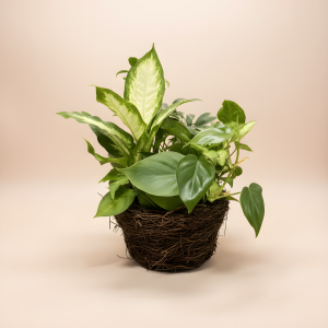 Dish Garden (Basket) - Small