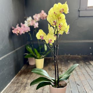 Phalaenopsis Orchid Large Double stem Orchid