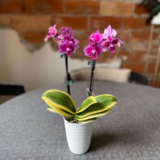 Mini Double Bloomer Orchid (Variegated)