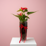 Anthurium - Live Plant Arrangement