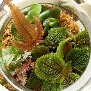 New Leaf Terrarium